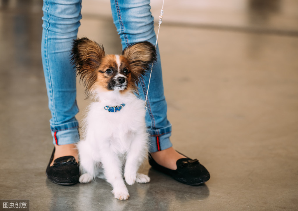蝴蝶犬那么聪明漂亮，却很少有人养，原来是因为这6个原因！ 第7张