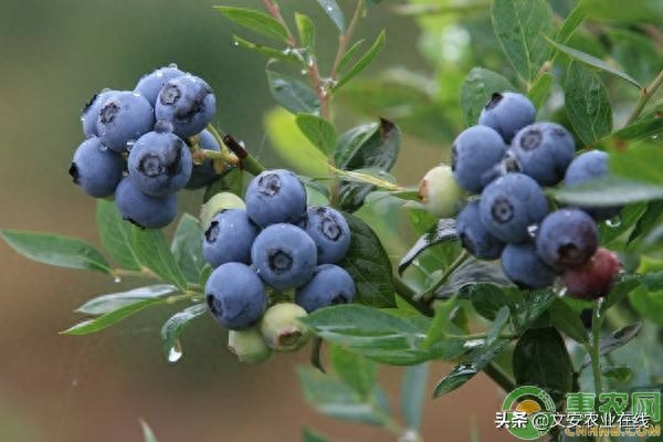 中国目前最好的蓝莓品种排名（蓝莓的四大优良品种介绍） 第3张