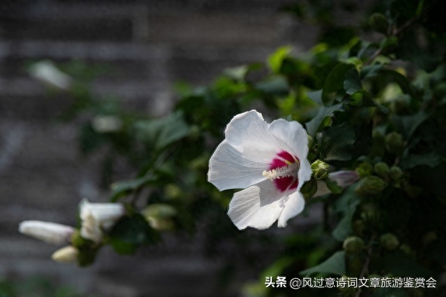 扶桑花的寓意和象征是什么（扶桑花的含义分析） 第25张