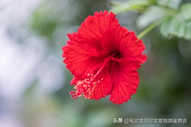 扶桑花的寓意和象征是什么（扶桑花的含义分析） 第9张