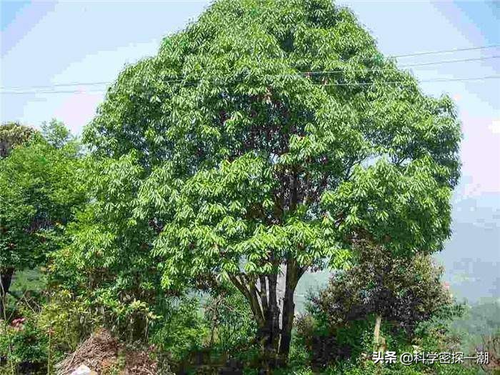 石楠树花散发类似于男性精液的气味，为何还要在校园内广泛栽植？ 第1张