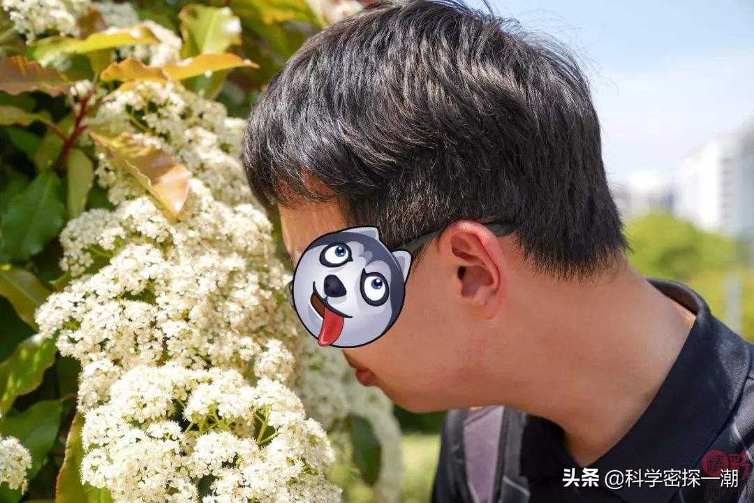 石楠树花散发类似于男性精液的气味，为何还要在校园内广泛栽植？ 第7张