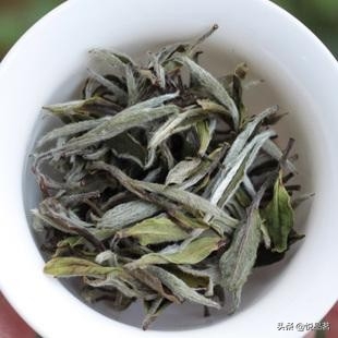 老白茶属于什么茶（老白茶的全面解析） 第1张