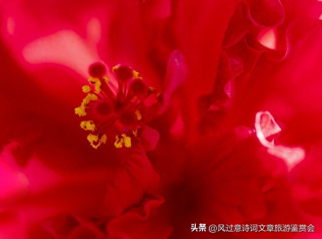 扶桑花的寓意和象征是什么（扶桑花的含义分析） 第27张