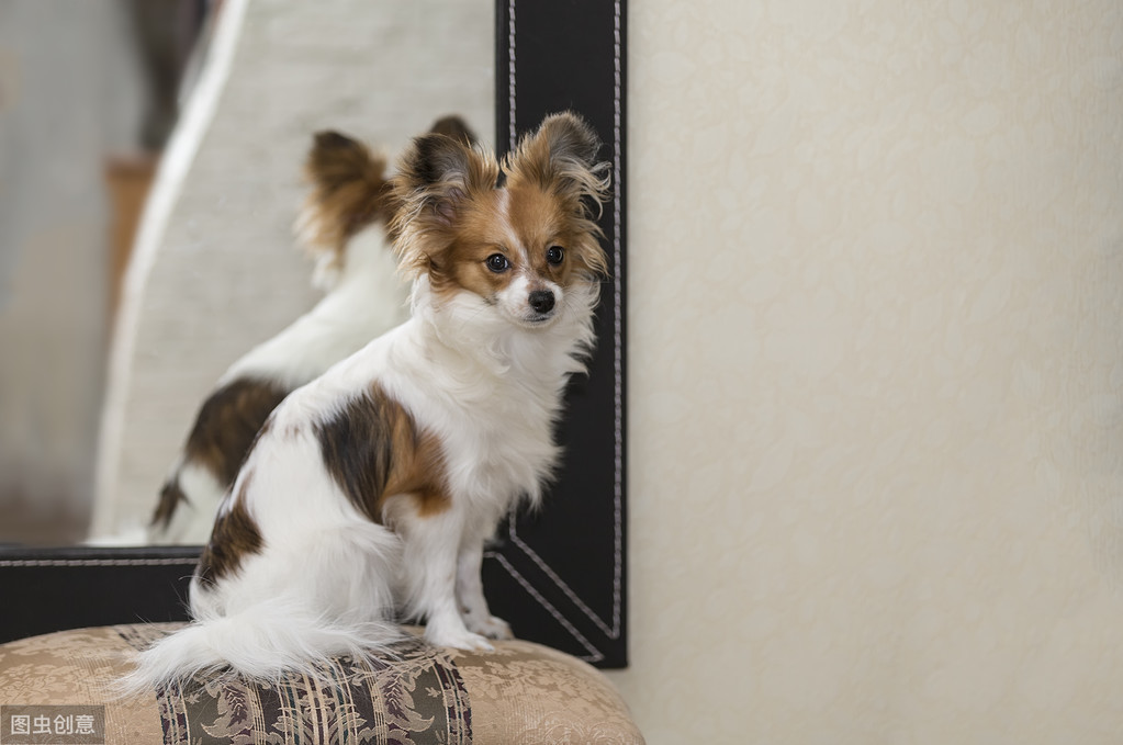 蝴蝶犬那么聪明漂亮，却很少有人养，原来是因为这6个原因！ 第11张