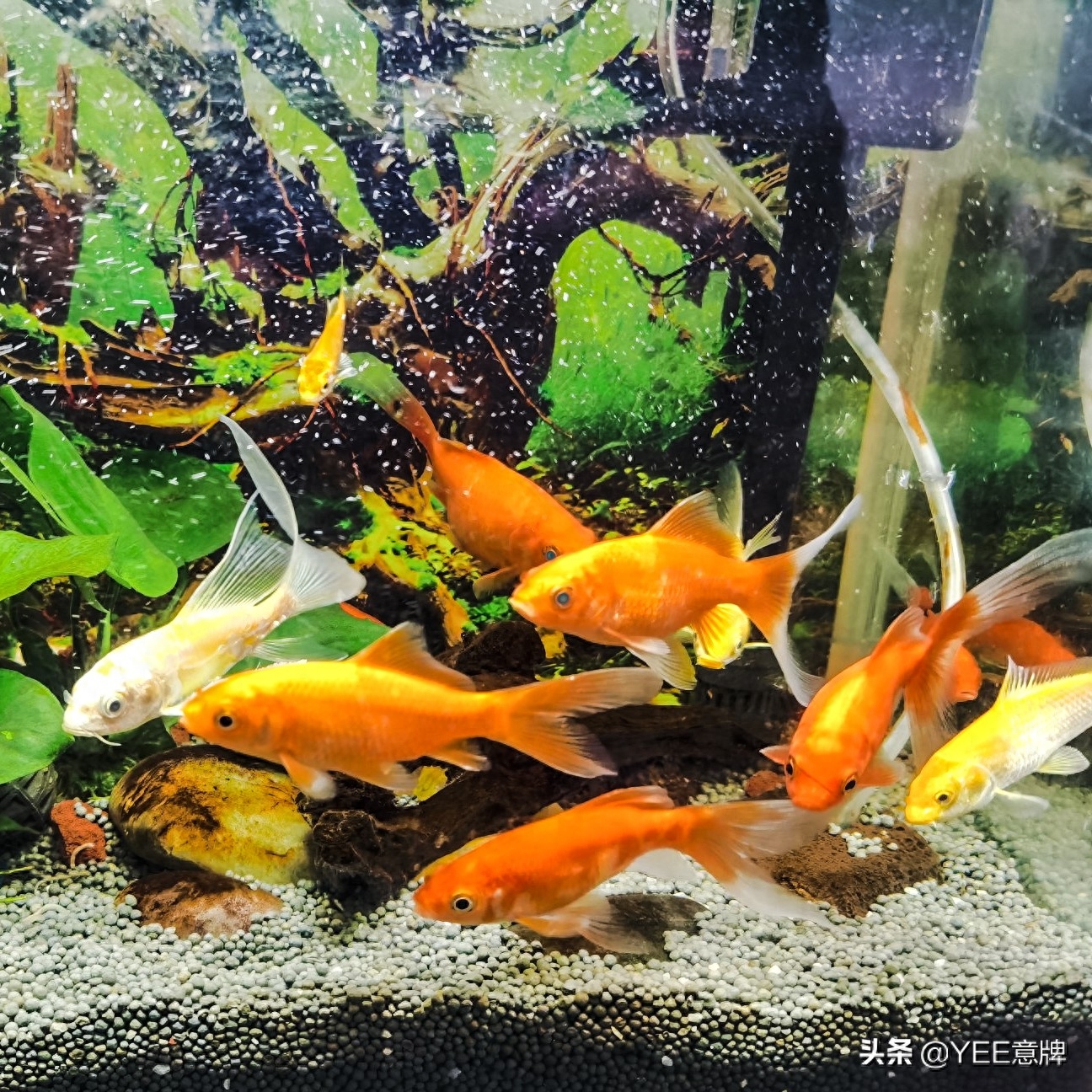 金鱼眼睛上有白膜怎么回事（鱼眼睛有白膜，细菌感染治疗方法） 第7张