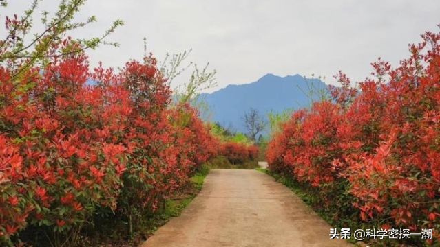 石楠树花散发类似于男性精液的气味，为何还要在校园内广泛栽植？ 第5张
